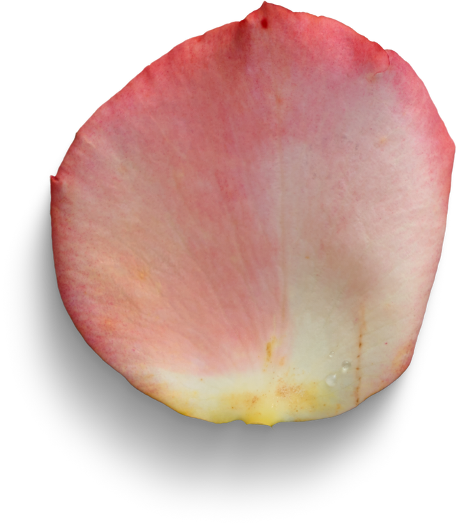 Rose petal